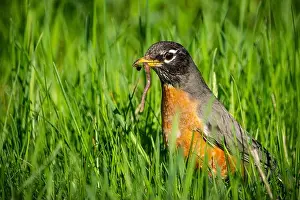 American Robin Prints: American Robin foraging for food in the grass