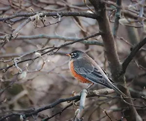 Kingston Prints: American robin perched on tree branch on spring day in Canada