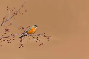 American Robin Prints: American robin Turdus migratorius, adult perched on branch, Montana, USA, March