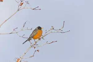 American Robin Prints: American robin Turdus migratorius, adult perched on branch, Montana, USA, March