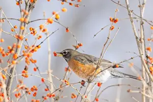 Juniper Prints: American robin (Turdus migratorius) eating berries in winter