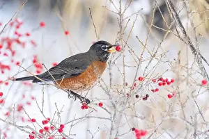Juniper Prints: American robin (Turdus migratorius) eating berries in winter