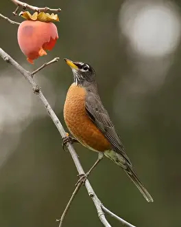 Songbirds Prints: American Robin (Turdus migratorius) eating persimmon in an orchard Sacramento County California USA