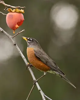 Songbirds Prints: American Robin (Turdus migratorius) eating persimmon in an orchard Sacramento County California USA