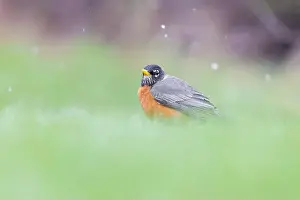 Bird In Tree Prints: American robin (Turdus migratorius) in snowy spring day