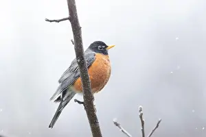 Bird In Tree Prints: American robin (Turdus migratorius) in snowy spring day