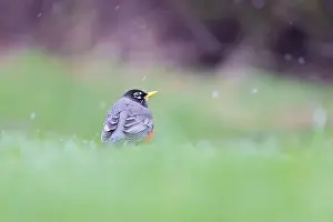 Bird In Tree Prints: American robin (Turdus migratorius) in snowy spring day