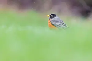 Bird In Tree Prints: American robin (Turdus migratorius) in snowy spring day