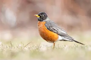 Finch Prints: American robin (Turdus migratorius) in spring