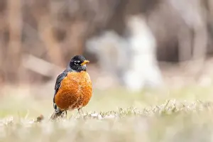 Finch Prints: American robin (Turdus migratorius) in spring