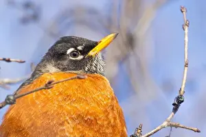 American Robin Prints: American robin (Turdus migratorius) in winter