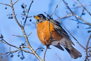 American Robin Prints: American robin (Turdus migratorius) in winter