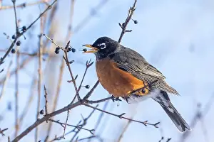 American Robin Prints: American robin (Turdus migratorius) in winter