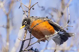 American Robin Prints: American robin (Turdus migratorius) in winter