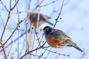 American Robin Prints: American robin (Turdus migratorius) in winter