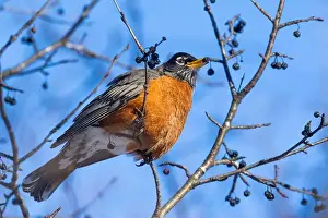 American Robin Prints: American robin (Turdus migratorius) in winter