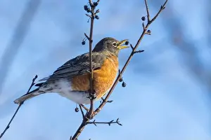 American Robin Prints: American robin (Turdus migratorius) in winter
