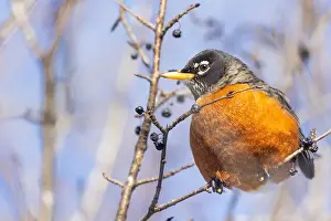 American Robin Prints: American robin (Turdus migratorius) in winter
