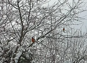 Red Berries Prints: Two American Robins perched in a Crab Apple tree