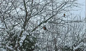Red Berries Prints: Two American Robins perched in a Crab Apple tree