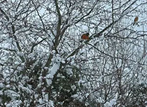 Red Berries Prints: Two American Robins perched in a Crab Apple tree