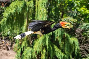 Senegal Prints: American and South American parrots and eagles, and an Abyssinian hornbill, grasslands