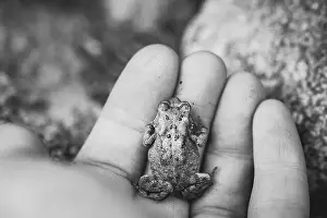 Toad Prints: American Toad in a Human Hand as Viewed from Above