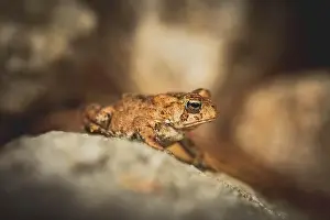 Toad Prints: American Toad Sitting on a Rock in a Garden in New Hampshire
