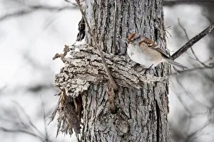 Bird Feeder Prints: American Tree Sparrow perched in a tree near a bird feeder during winter