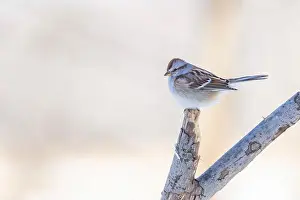 Profile View Prints: American tree sparrow (Spizelloides arborea)