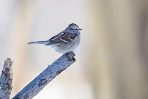 Profile View Prints: American tree sparrow (Spizelloides arborea)