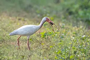 Brazos Bend State Park Prints: The American white ibis (Eudocimus albus) with caught crawfish at Brazos Bend State Park
