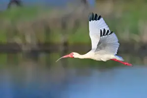 Shorebird Prints: American white ibis (Eudocimus albus) flying over tidal marsh, Galveston, Texas, USA