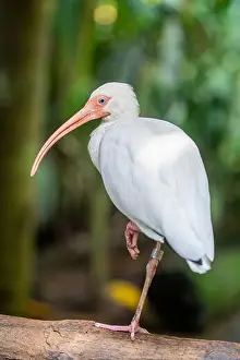 Optimism Prints: The American white ibis (Eudocimus albus) is a species of bird in the ibis family