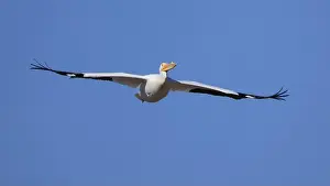 Indiana Prints: One American White Pelican (Pelecanus erythrorhynchos) flying with a blue sky