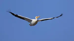 Indiana Prints: One American White Pelican (Pelecanus erythrorhynchos) flying with a blue sky