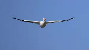 Indiana Prints: One American White Pelican (Pelecanus erythrorhynchos) flying with a blue sky