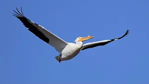 Indiana Prints: One American White Pelican (Pelecanus erythrorhynchos) flying with a blue sky