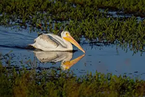 Pelecanus Erythrorhynchos Prints: American White Pelican (Pelecanus erythrorhynchos) Plumas County California USA
