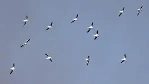 Indiana Prints: Twelve American White Pelicans (Pelecanus erythrorhynchos) flying with a blue sky
