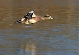 American Wigeon Prints: American wigeon (Mareca americana)