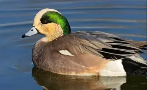 American Wigeon Prints: American wigeon (Mareca americana)