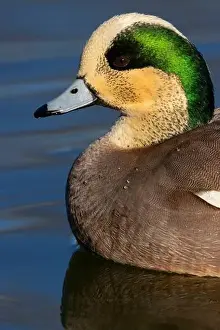 American Wigeon Prints: American wigeon (Mareca americana)