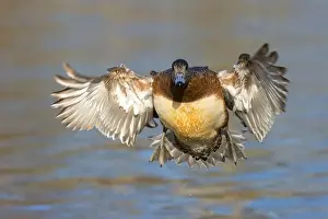 American Wigeon Prints: American wigeon (Mareca americana)
