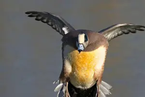 American Wigeon Prints: American wigeon (Mareca americana)
