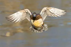 American Wigeon Prints: American wigeon (Mareca americana)