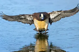 American Wigeon Prints: American wigeon (Mareca americana)
