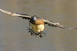American Wigeon Prints: American wigeon (Mareca americana)