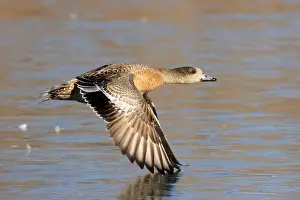 American Wigeon Prints: American wigeon (Mareca americana)
