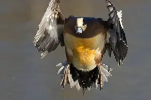 American Wigeon Prints: American wigeon (Mareca americana)